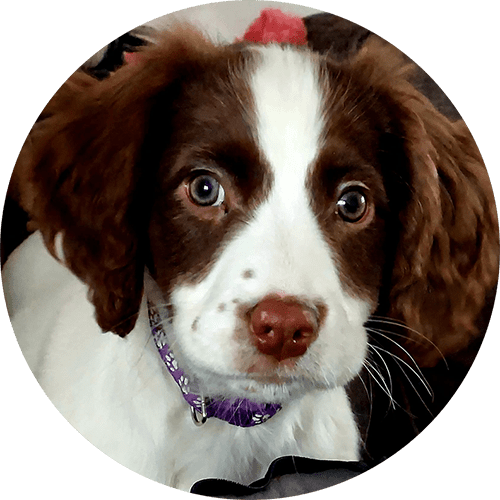 5 star puppy training review
