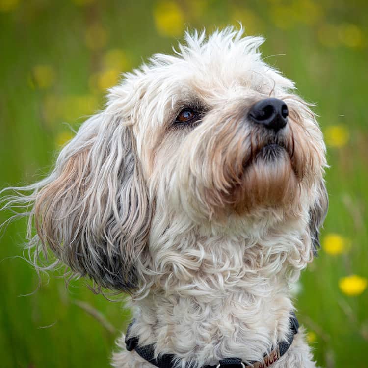 Lucy Daniel Dog Trainers dog Chika in field