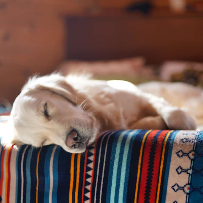 relaxed dog