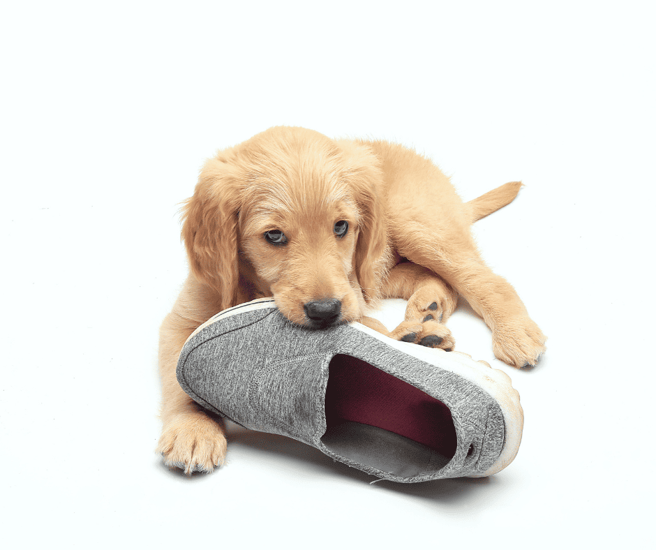 pup slippers