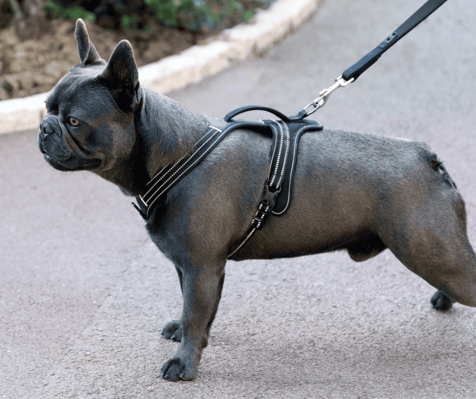 Why Does Your Dog Hate Their Harness (And What You Can Do About It
